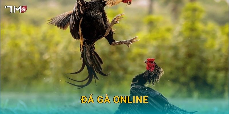 Đá Gà Online 7M – Xem Trực Tiếp, Cá Cược Và Thắng Lớn Dễ Dàng 1 Đá Gà Online 7M – Xem Trực Tiếp, Cá Cược Và Thắng Lớn Dễ Dàng