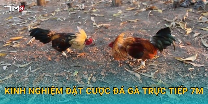 Trực Tiếp Đá Gà Hôm Nay 7M – Xem Kèo, Đặt Cược Và Thắng Lớn 3 Kinh nghiệm đặt cược đá gà trực tiếp 7M