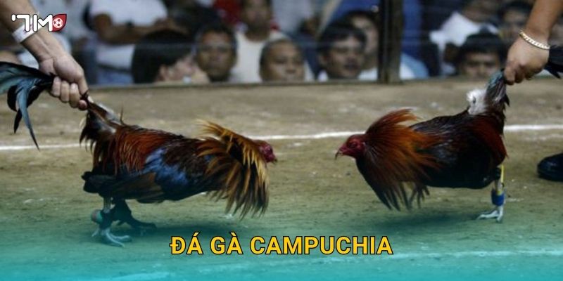 Đá Gà Campuchia 7M – Thế Giới Đấu Gà Đỉnh Cao Cho Cao Thủ Cá Cược 1 Đá Gà Campuchia 7M – Thế Giới Đấu Gà Đỉnh Cao Cho Cao Thủ Cá Cược