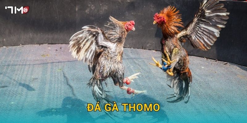 Đá Gà Thomo 7M – Khám Phá Sân Chơi Hấp Dẫn Và Cược Thắng Lớn 1 Đá Gà Thomo 7M – Khám Phá Sân Chơi Hấp Dẫn Và Cược Thắng Lớn