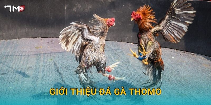 Đá Gà Thomo 7M – Khám Phá Sân Chơi Hấp Dẫn Và Cược Thắng Lớn 2 Giới thiệu đá gà Thomo
