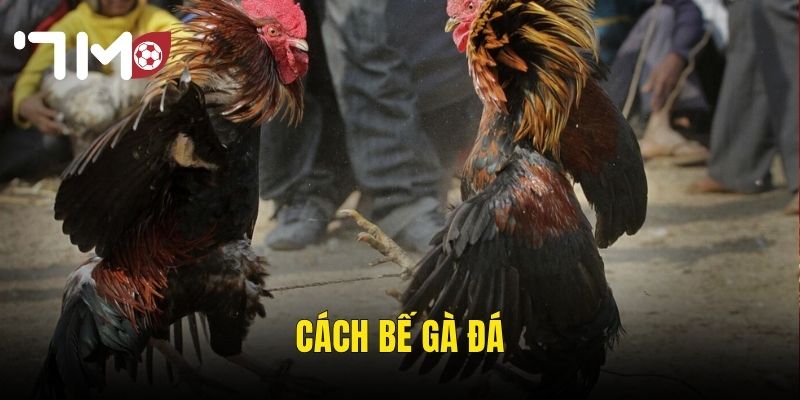 Cách Bế Gà Đá Đúng Kỹ Thuật – Bí Quyết Của Những Cao Thủ Trường Gà 7m 1 Cách Bế Gà Đá