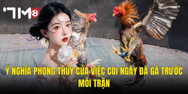 Coi Ngày Đá Gà – Chọn Giờ Hoàng Đạo Để Thắng Lớn Cùng 7m 2 Ý Nghĩa Phong Thủy Của Việc Coi Ngày Đá Gà Trước Mỗi Trận