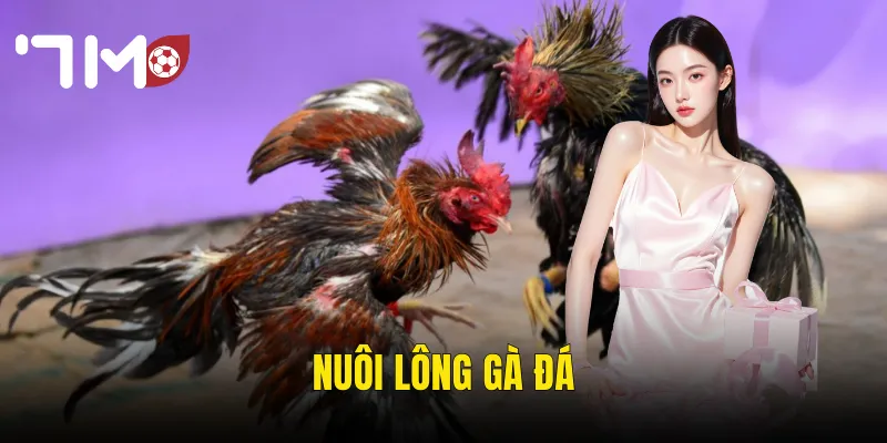 Nuôi Lông Gà Đá – Bí Quyết Chăm Sóc Để Gà Vào Trận Đẹp Và Sung 1 nuôi lông gà đá