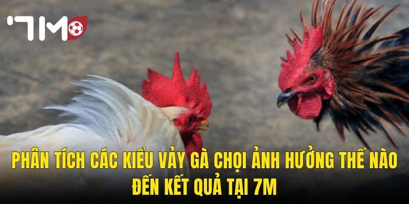 Phân Tích Các Kiểu Vảy Gà Chọi Ảnh Hưởng Thế Nào Đến Kết Quả Tại 7m