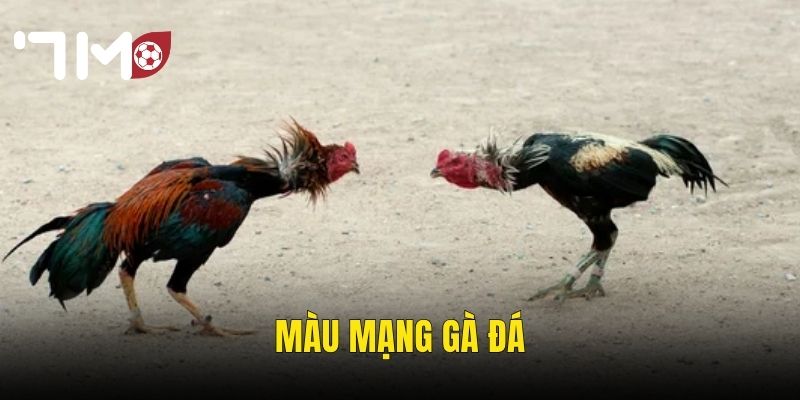 Màu Mạng Gà Đá – Bí Kíp Chọn Gà Theo Ngũ Hành Để Thắng Tại 7m 3 Màu Mạng Gà Đá