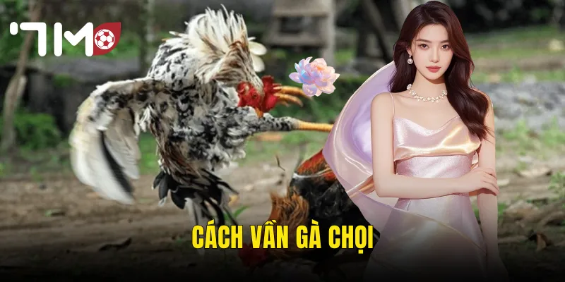 Cách Vần Gà Chọi Đúng Kỹ Thuật – Nâng Cao Bản Lĩnh Chiến Kê Tại 7m 2 cách vần gà chọi