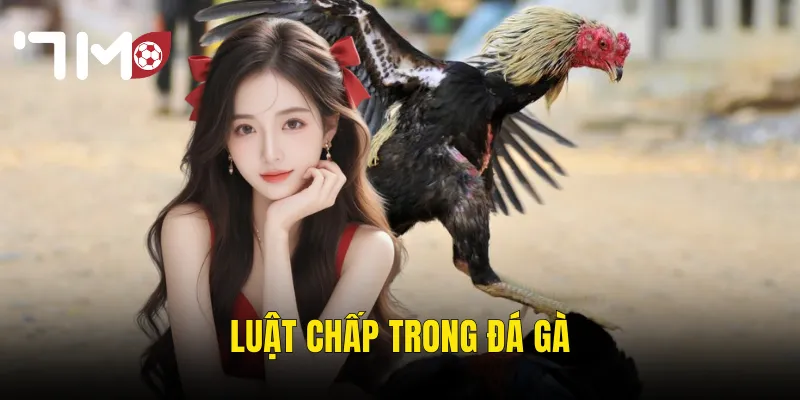 Luật Chấp Trong Đá Gà – Hiểu Rõ Để Đặt Cược Thông Minh Hơn Tại 7m 5 luật chấp trong đá gà