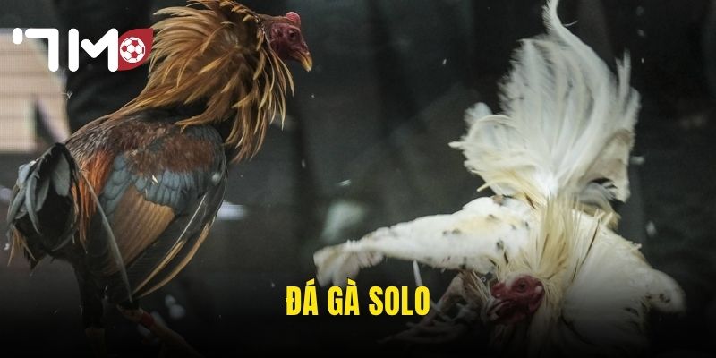 Đá Gà Solo 7m – Cuộc Đối Đầu Tay Đôi Kịch Tính Và Cơ Hội Thắng Lớn 1 đá gà solo