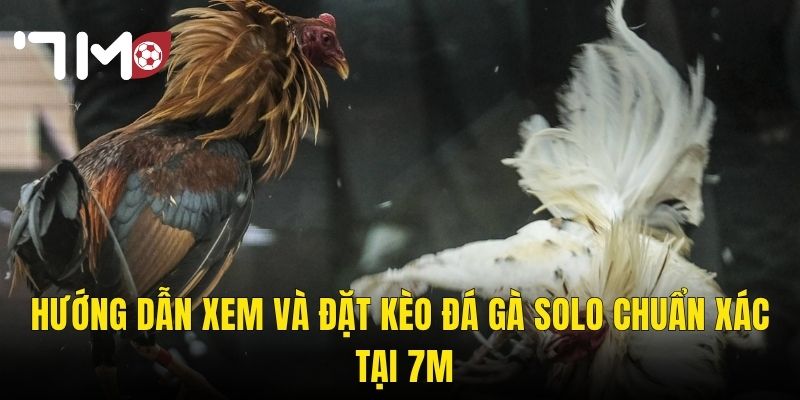 Đá Gà Solo 7m – Cuộc Đối Đầu Tay Đôi Kịch Tính Và Cơ Hội Thắng Lớn 3 Hướng Dẫn Xem Và Đặt Kèo Đá Gà Solo Chuẩn Xác Tại 7m